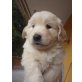 Goldie/Border Collie - Rüde
