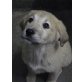 Goldie, Goldie Mix Welpen - Hündin
