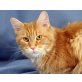 Goldie, Maine Coon - Katze