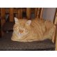Goldie, Mischling - Katze
