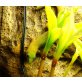 Goldstaubtaggecko