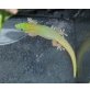 Goldstaubtaggecko