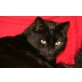 Goldstück Pico, sucht gemütliche Abendstd. auf der Couch EKH - Kater