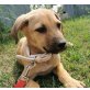 Goldy, Retriever-Mischling Welpen - Hündin