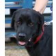 Golfa, Labrador Retriever - Hündin