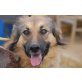 Golfi, verschmuster Familienhund - Hündin