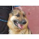 Golfo, Deutscher Schäferhund - Rüde