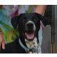 Golfo, Pointer Mix - Rüde