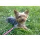 Golfo, Yorkshire Terrier - Rüde