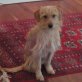 Golfo in Deutschl. sucht liebes Zuhause, Mischling - Rüde