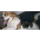 Goliath, Beagle - Rüde
