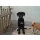 Goliath, Deutsche Dogge - Rüde