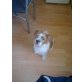 Goliath, Jack-Russel/Shi-Tzu - Rüde