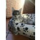 Gonzales, Maine Coon - Kater