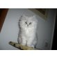 Gonzales, Perser - Kater