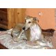 Gonzalo, Galgo - Rüde