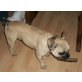 Gonzo, Französische Bulldogge - Rüde
