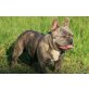 Gonzo, Französische Bulldogge - Rüde