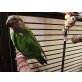 Gonzo, Mohrenkopfpapagei - männlich