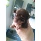 Gonzo u. Gustav, Chihuahua kurzhaariger Schlag Welpen - Rüde