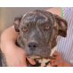 Good Girl, Boxer Mix - Hündin