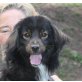 Goofi, Cocker Spaniel Mix - Rüde