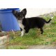 Goofy, Chihuahua langhaariger Schlag Welpen - Rüde