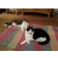 Goofy, Sweety, Mischling - Kater