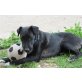 Goofy, Terriermix - Rüde