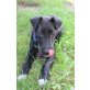 Goofy, Terriermix - Rüde