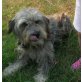 Goofy, Tibet-Terrier-Mix - Rüde