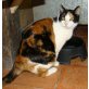 Gorda, EKH Mix Glückskätzin - Katze