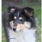 Gordan, Collie Welpen - Rüde