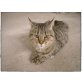 Gordi FIV Notfall, EKH - Kater