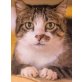 Gordi, Wer schenkt ihr ein liebevolles Zuhause ? - Katze
