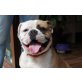 Gordo, American Bulldog - Rüde