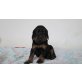 Gordon Setter Welpen - Rüde