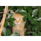 Gorgy, Süßer Gorgy sucht  - Kater