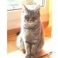 Grace, Britisch Kurzhaarkatze - Katze