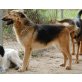 Grace, Collieschäferhundmix - Hündin