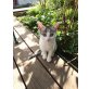 Grace, Europäische Kurzhaarkatze - Katze