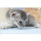 Grace, Gaya & Franklyn, Zauberhafte Katzenkinder (Jadeäuglein) - Katze