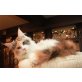 Grace, Maine Coon - Katze