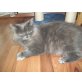 Grace, Perser Blau - Katze