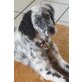 Grace, Setter-Mix - Hündin