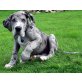 Grace vom Knüllgebirge, Deutsche Dogge Welpen - Hündin