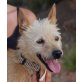 Gracia, Podenco Andaluz - Hündin