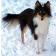 Gracia, Sheltie - Hündin