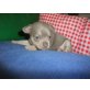 Gracie, Chihuahua kurzhaariger Schlag Welpen - Hündin