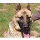 Graciella, Deutscher Schäferhund - Hündin